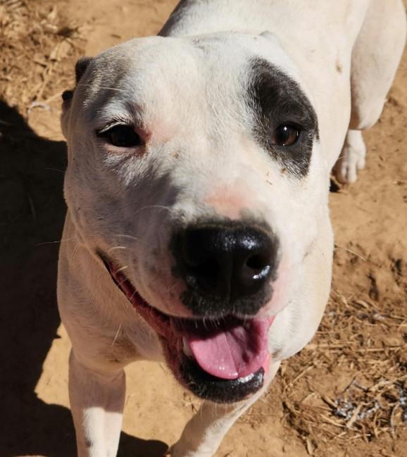 Bria - Good with dogs and cats!, a Adoptable mixed breed in Woburn, MA image 1/5