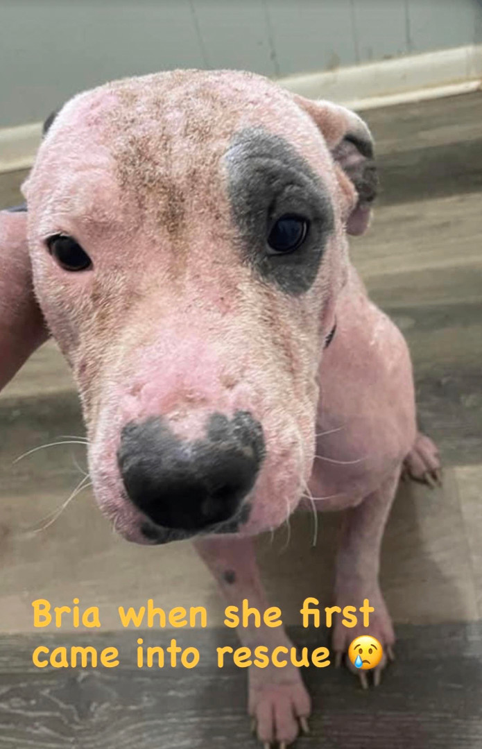 Bria - Good with dogs and cats!, a Adoptable mixed breed in Woburn, MA image 5/5