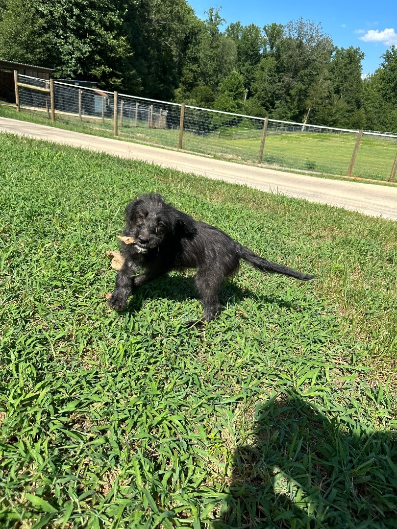 Minkie, Adopted, Puppy Female Terrier.