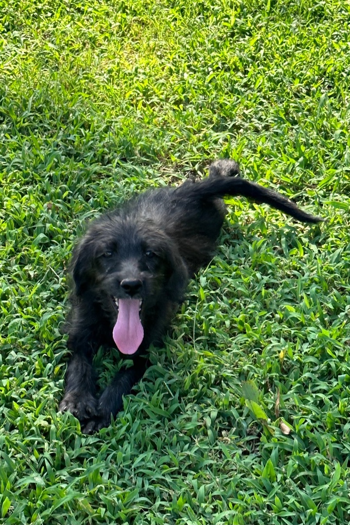 Enlarge Minkie, a Adopted mixed breed in Bellmawr, NJ image 2/12