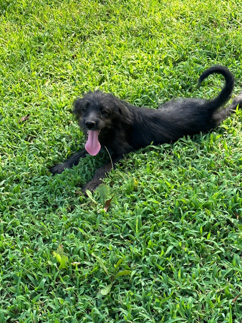 Enlarge Minkie, a Adopted mixed breed in Bellmawr, NJ image 3/12