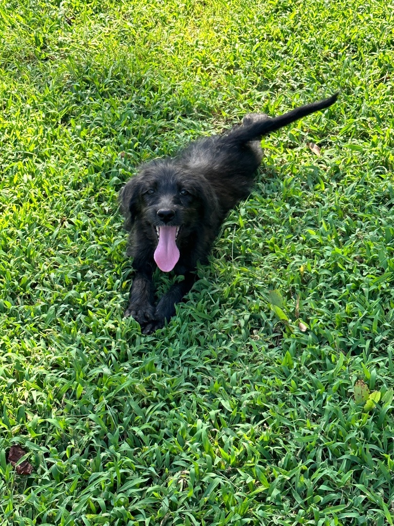 Enlarge Minkie, a Adopted mixed breed in Bellmawr, NJ image 4/12