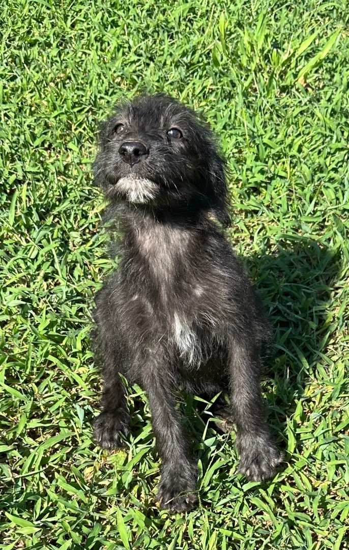 Enlarge Minkie, a Adopted mixed breed in Bellmawr, NJ image 5/12