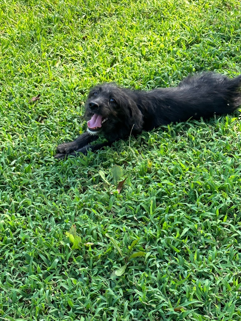 Enlarge Minkie, a Adopted mixed breed in Bellmawr, NJ image 6/12