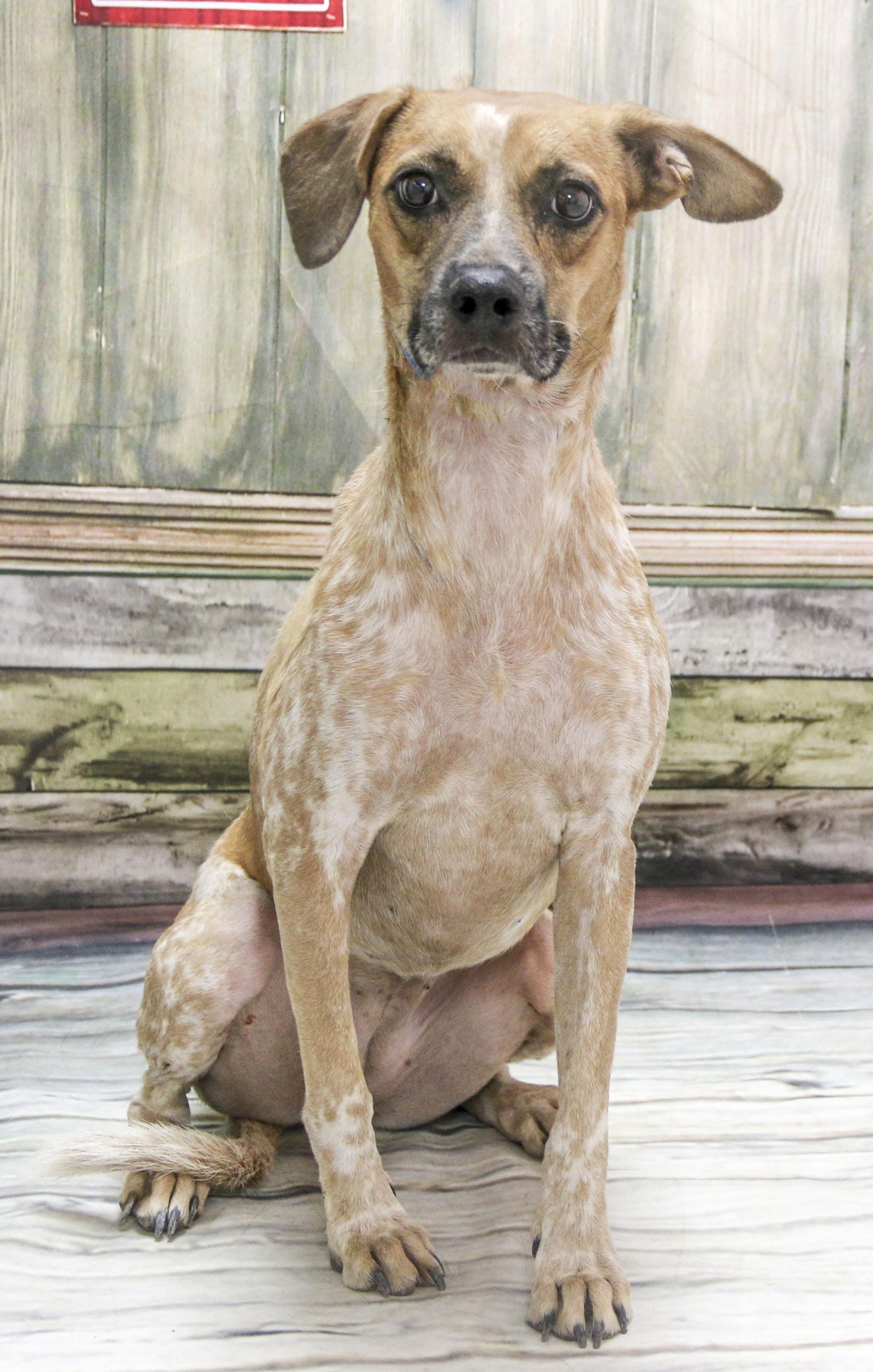Harley