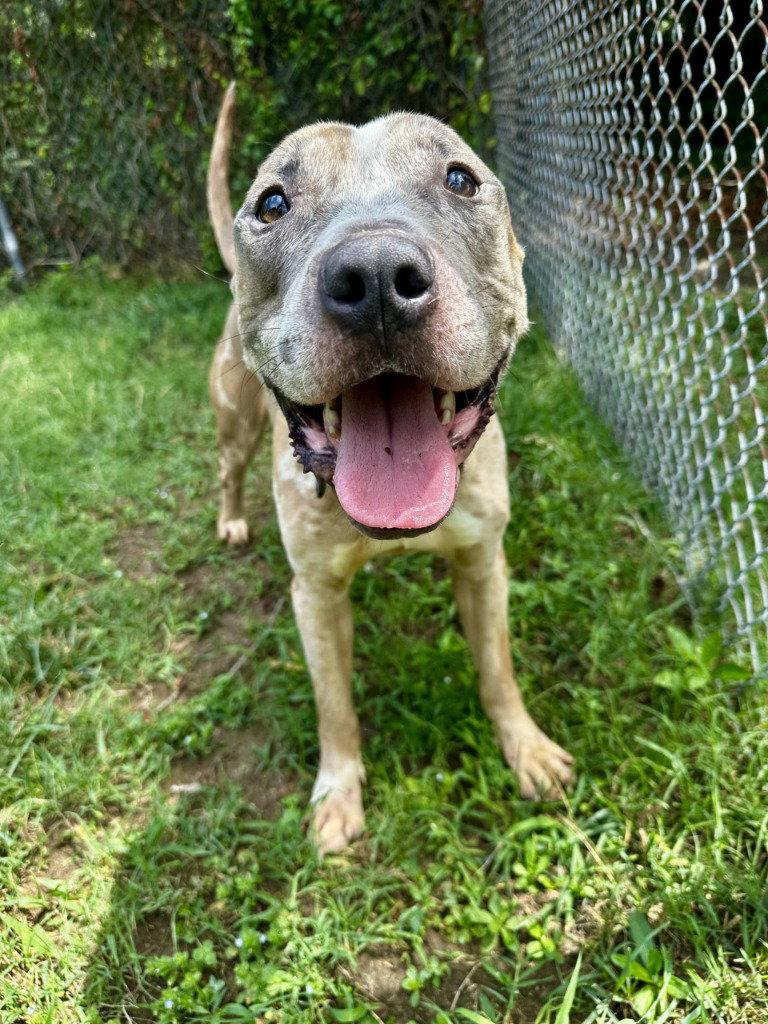 DQ 61 Ralphie, Adoptable, Adult Male Pit Bull Terrier.
