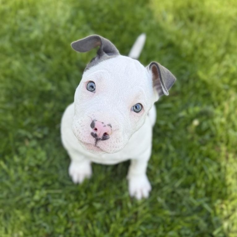 Elsa, an adopted mixed breed in Toledo, OH image 1/2