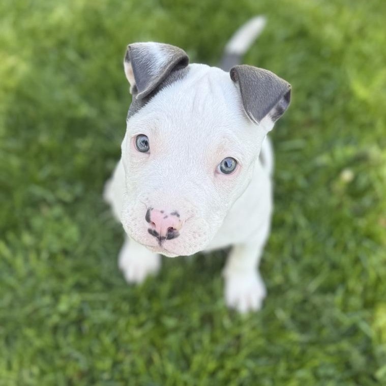 Elsa, an adopted mixed breed in Toledo, OH image 2/2