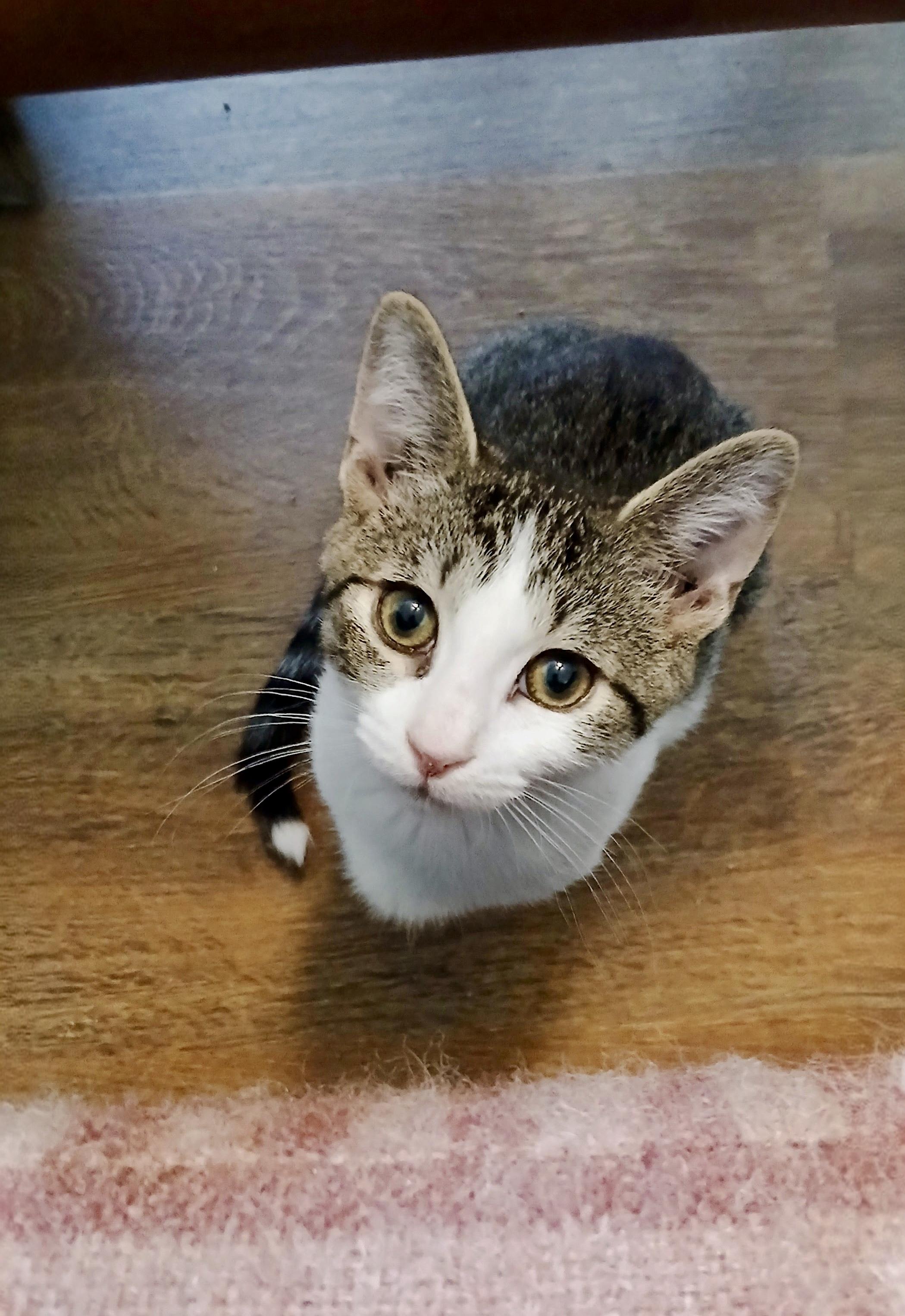 Enlarge Yosemite, a Adopted Domestic Short Hair in Apex, NC image 2/2