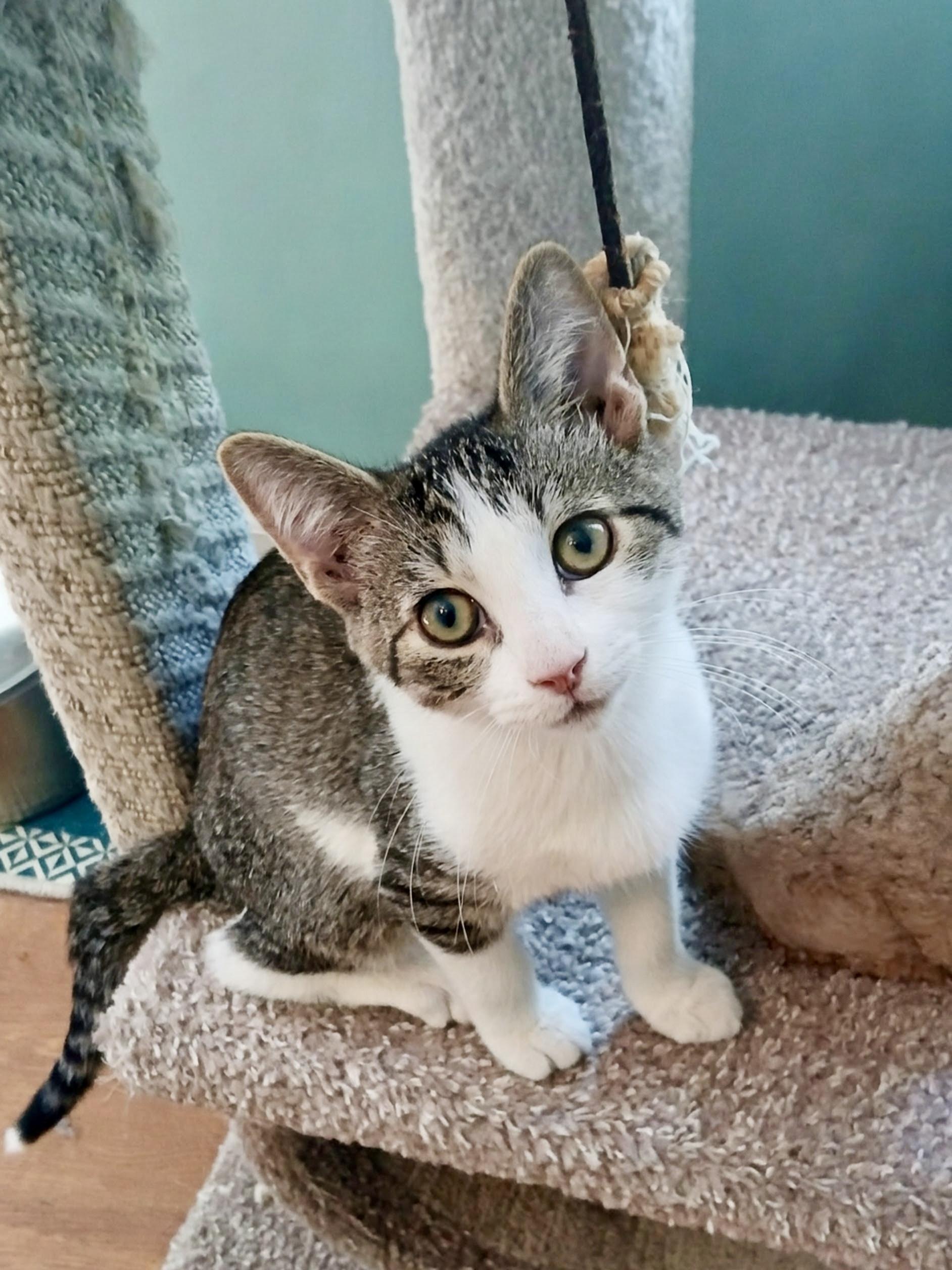 Yosemite, Adoptable, Kitten Male Domestic Short Hair.