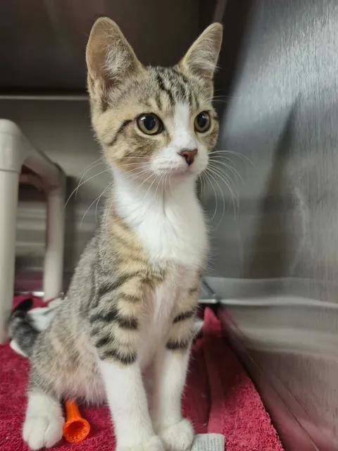 Cricket, ADOPTABLE, Kitten Male Domestic Short Hair.