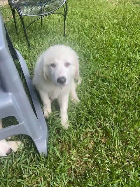 Enlarge Pearl, a ADOPTABLE mixed breed in Elkton, MD image 6/6