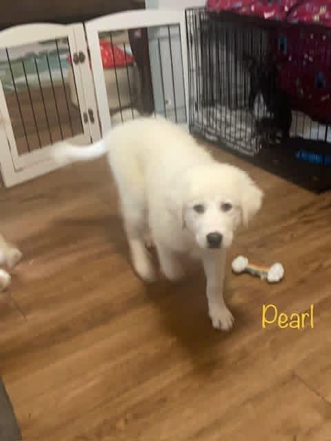 Enlarge Pearl, a ADOPTABLE mixed breed in Elkton, MD image 5/6