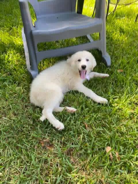 Enlarge Pearl, a ADOPTABLE mixed breed in Elkton, MD image 2/6