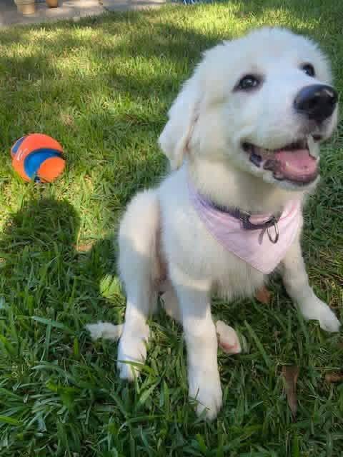 Pearl, ADOPTABLE, Puppy Female Great Pyrenees.