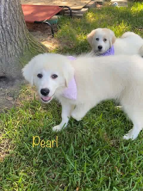 Enlarge Pearl, a ADOPTABLE mixed breed in Elkton, MD image 4/6