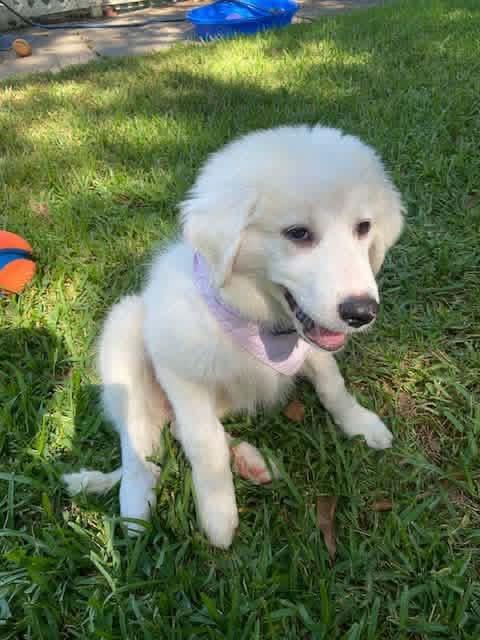 Enlarge Pearl, a ADOPTABLE mixed breed in Elkton, MD image 3/6