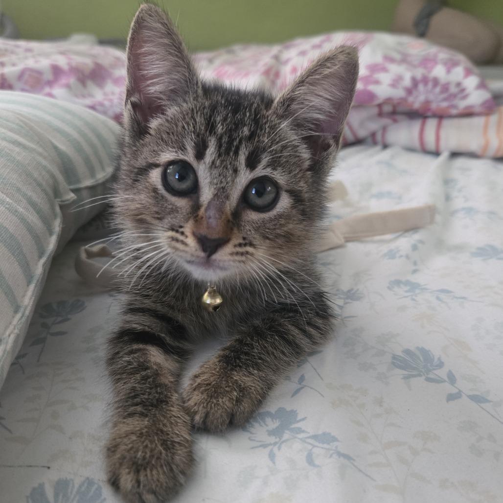 Petunia, Adoptable, Young Female Domestic Short Hair.