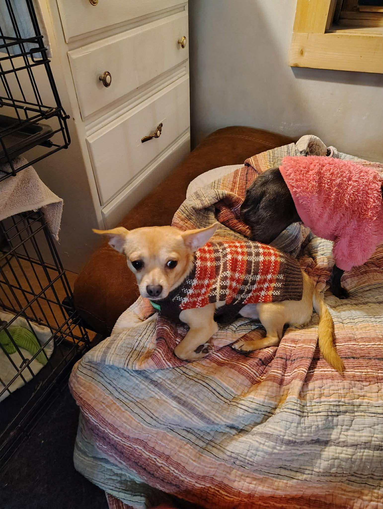 Enlarge Courtesy Post - Bruno, a ADOPTABLE Chihuahua in Vernon, CT image 1/1