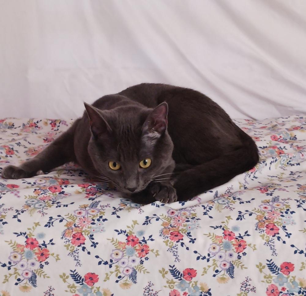 Bleu, Adoptable, Young Male Russian Blue & Domestic Short Hair.