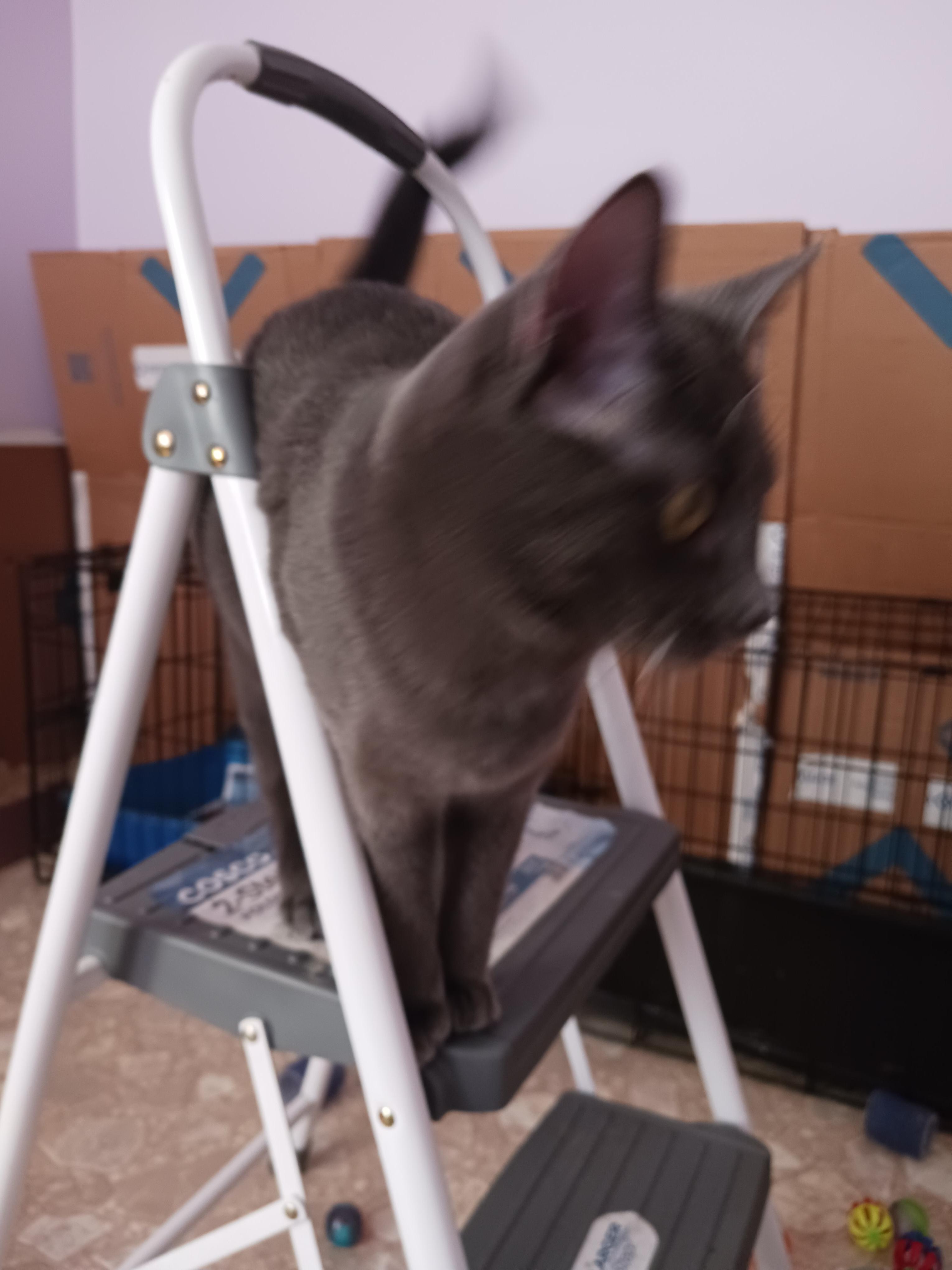 Enlarge Bleu, a Adoptable mixed breed in Greensboro, NC image 2/6