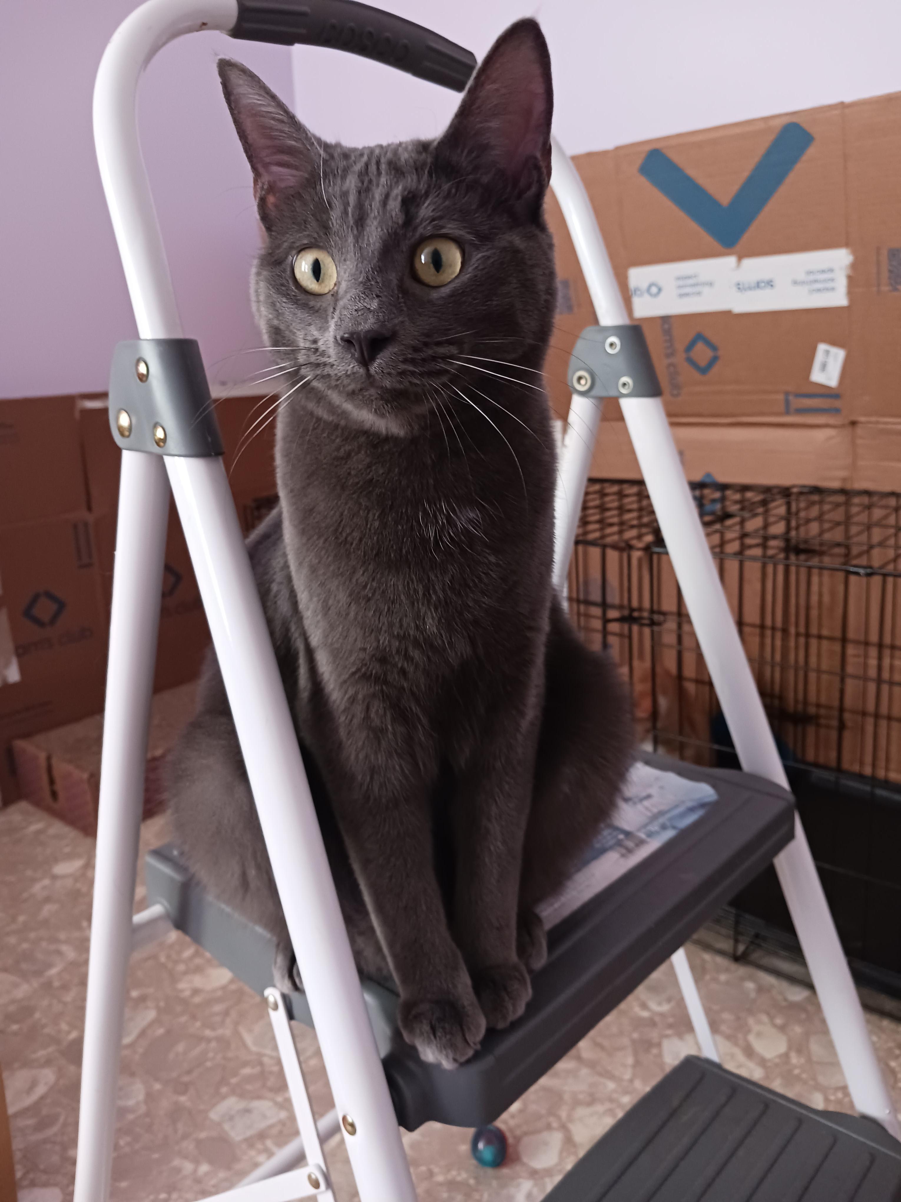 Enlarge Bleu, a Adoptable mixed breed in Greensboro, NC image 3/6