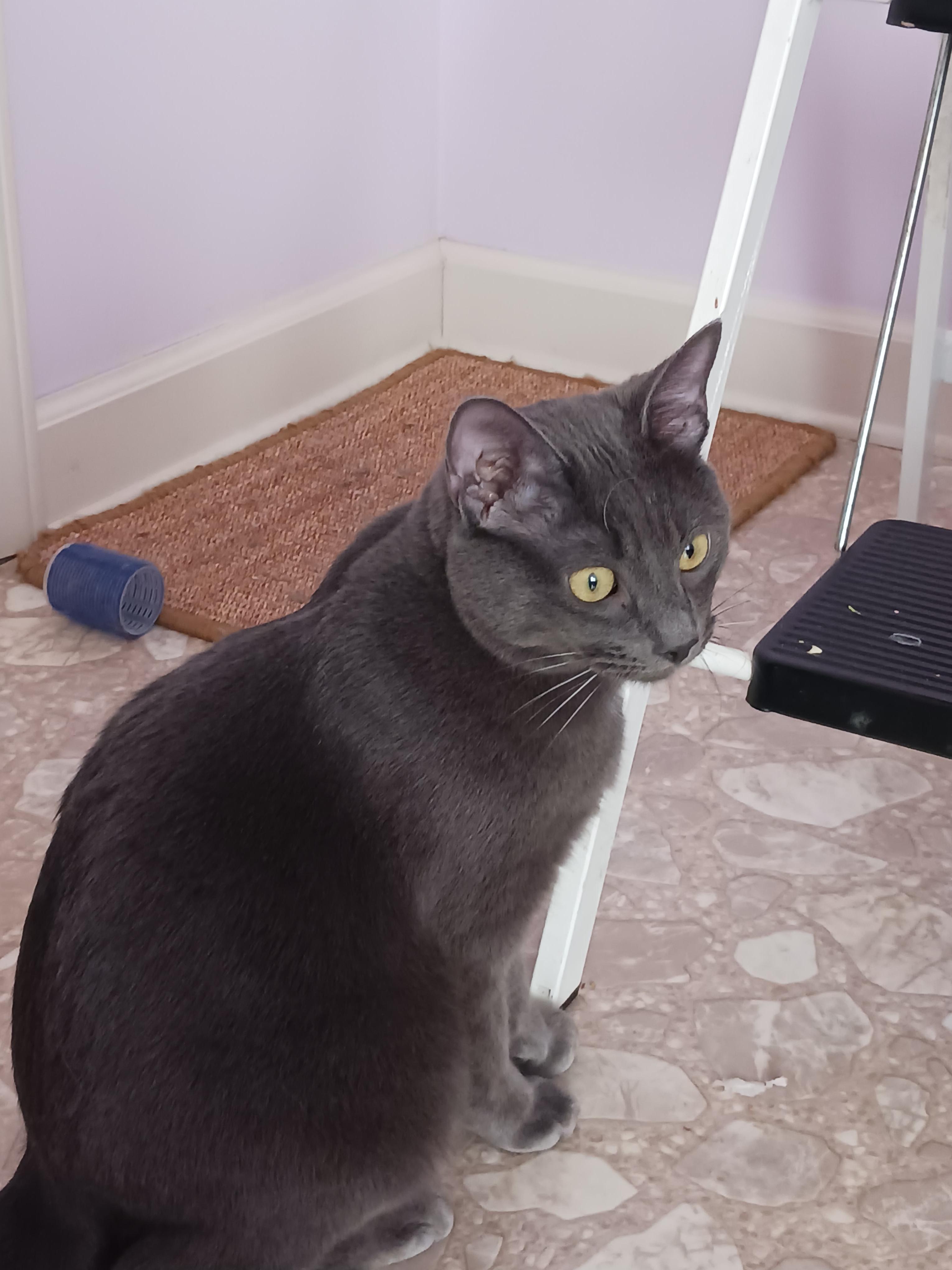 Enlarge Bleu, a Adoptable mixed breed in Greensboro, NC image 5/6