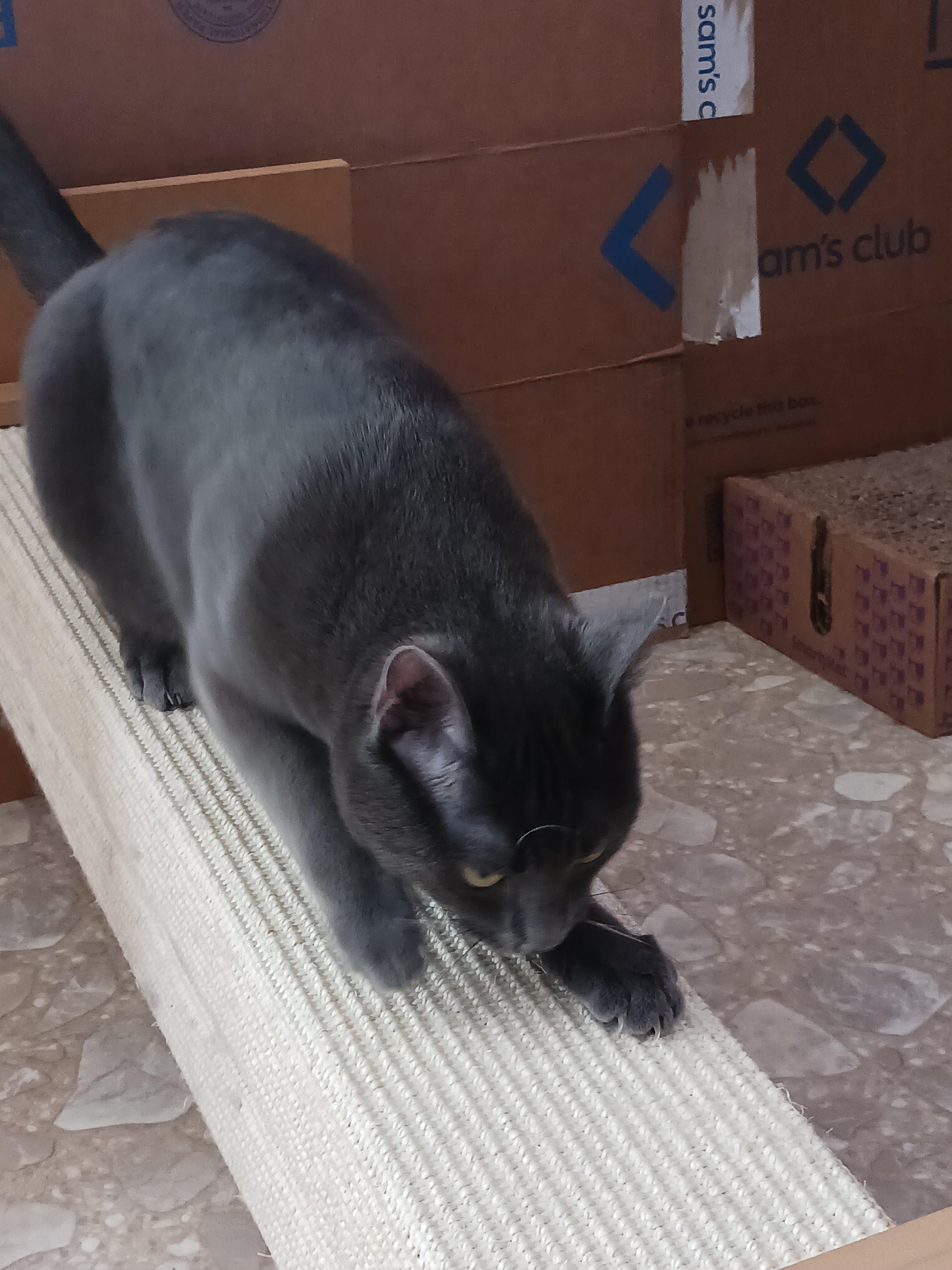 Enlarge Bleu, a Adoptable mixed breed in Greensboro, NC image 6/6