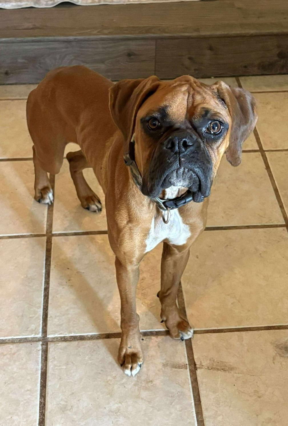 Boo, a Adopted Boxer in Stanwood, WA image 1/2