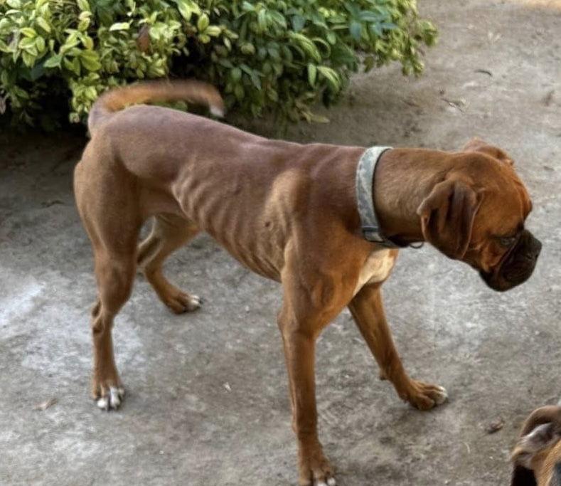 Boo, a Adopted Boxer in Stanwood, WA image 2/2