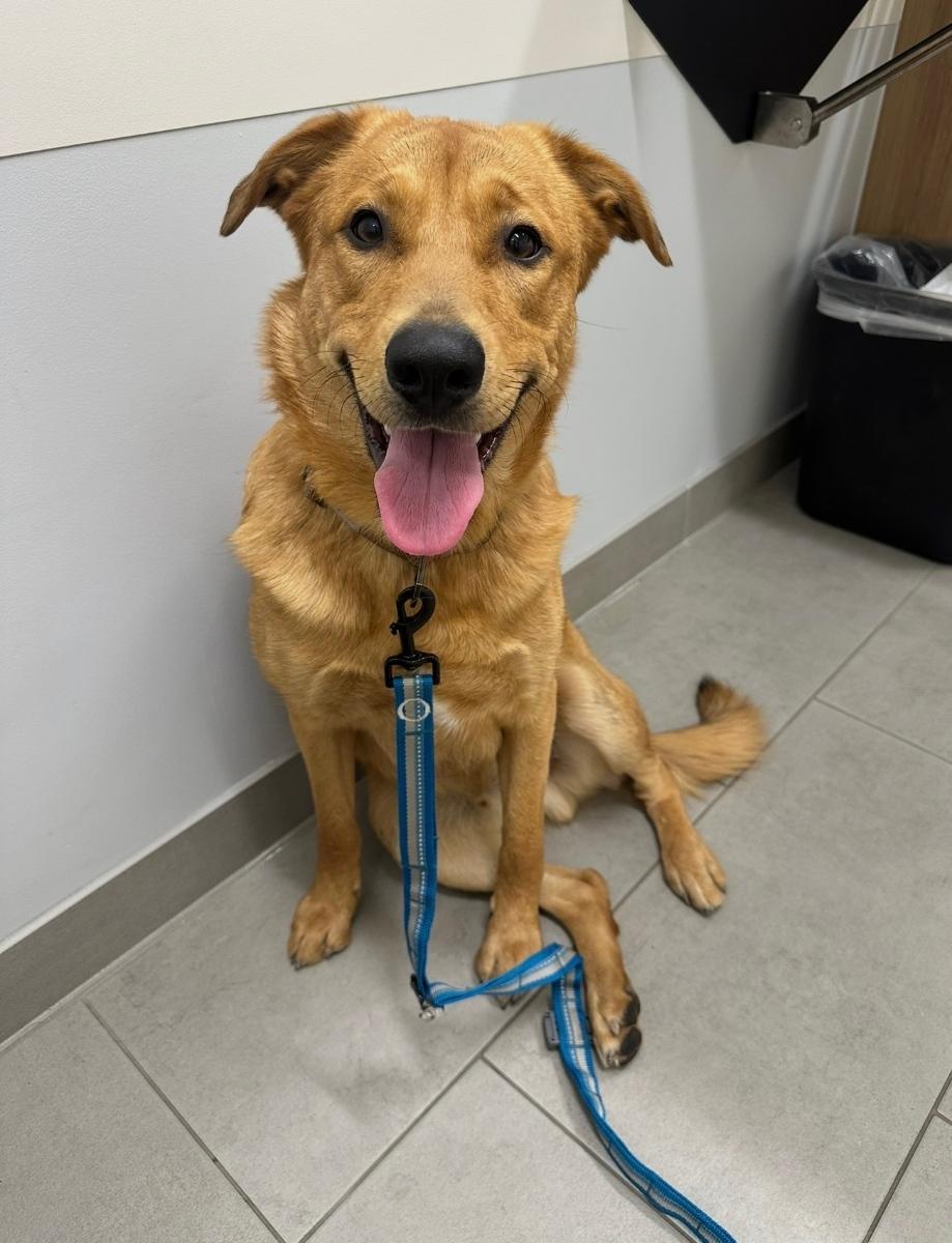 Enlarge Ringo, a ADOPTABLE mixed breed in Tucson, AZ image 1/1