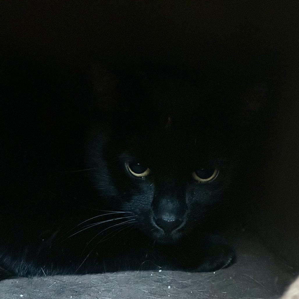 Tippy, Adoptable, Young Female Domestic Short Hair.