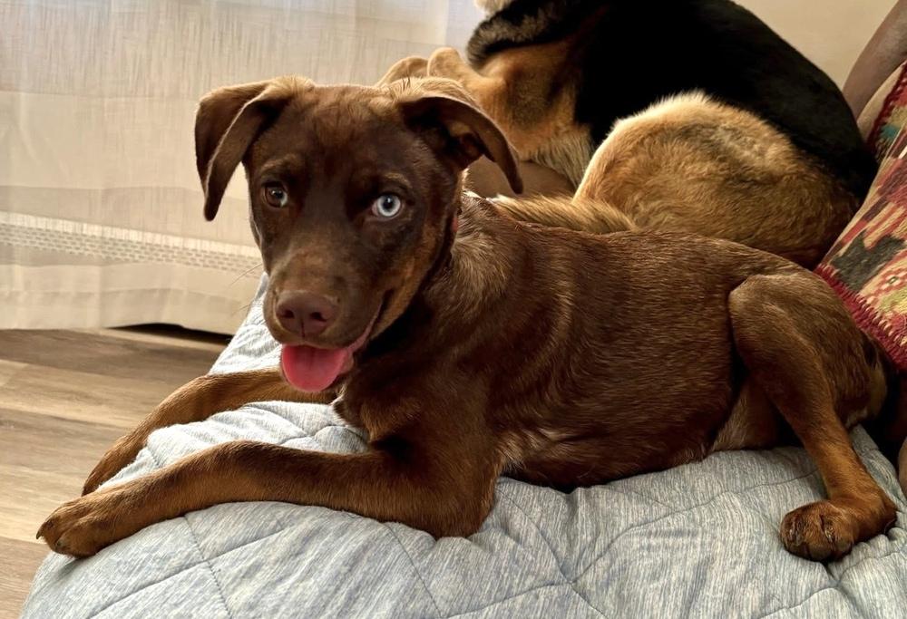Seth, Adoptable, Puppy Male Carolina Dog & Labrador Retriever.