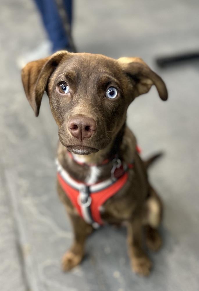 Seth, a Adoptable mixed breed in Syracuse, NY image 2/6