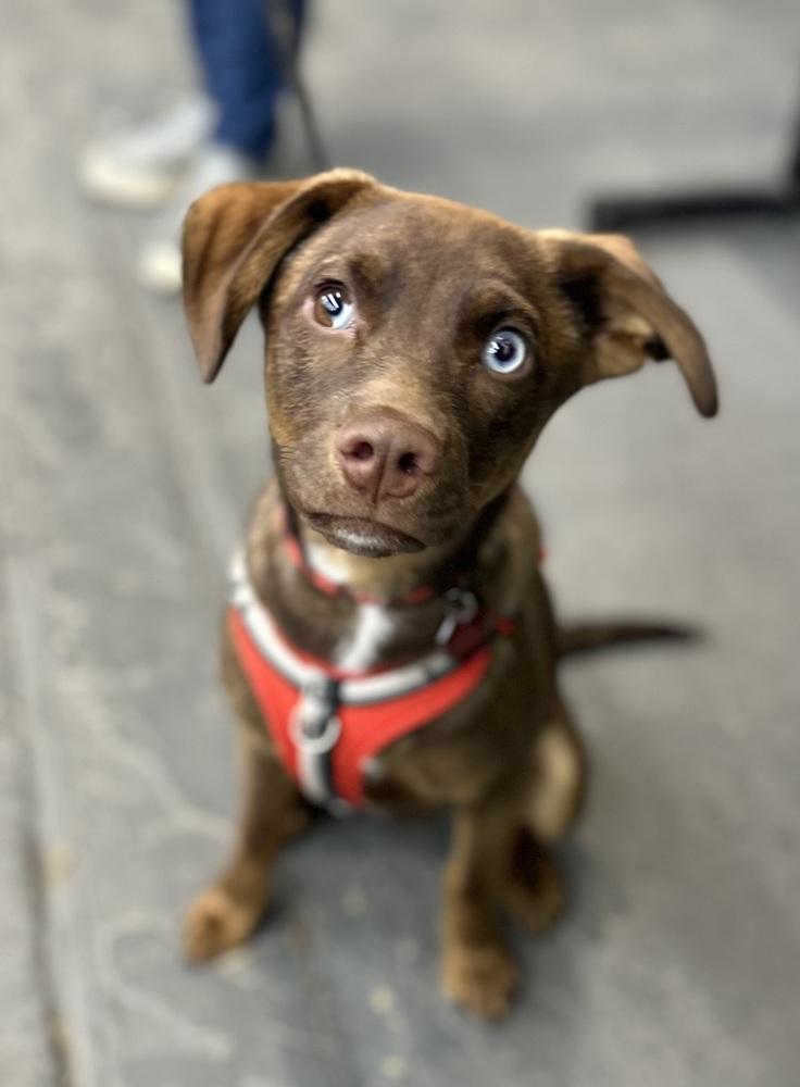Seth, a Adoptable mixed breed in Syracuse, NY image 3/6