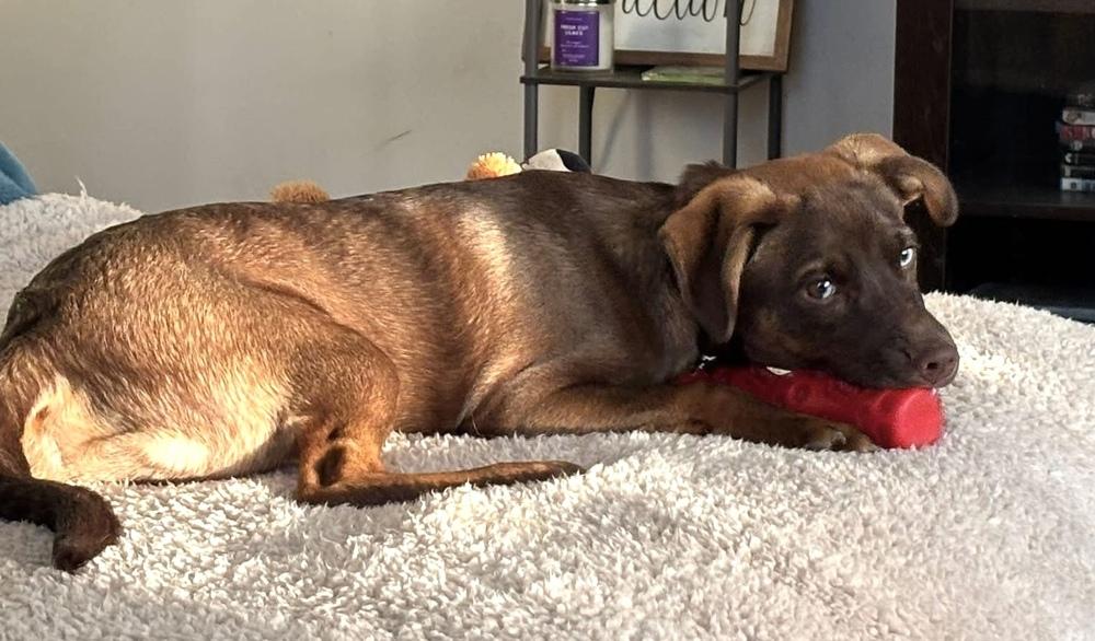 Seth, a Adoptable mixed breed in Syracuse, NY image 4/6