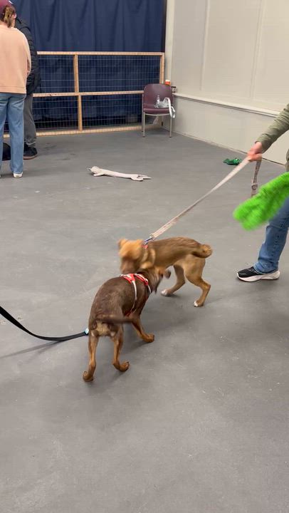 Enlarge Seth, a Adoptable mixed breed in Syracuse, NY video 6/6