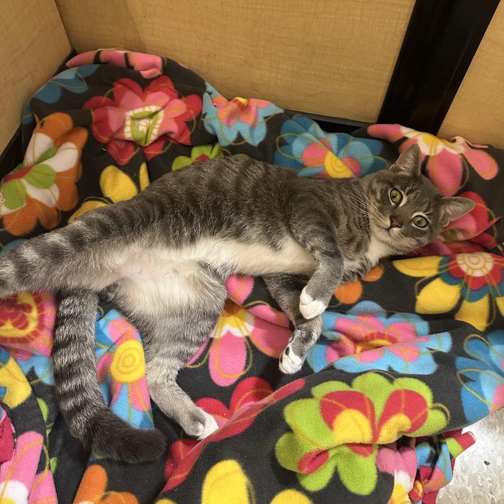 KEVIN, Adoptable, Adult Male Domestic Short Hair & Domestic Short Hair.