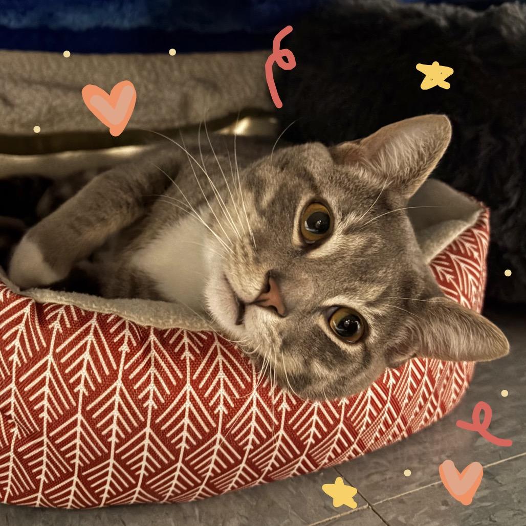 Enlarge KEVIN, a Adoptable mixed breed in Kyle, TX image 2/4