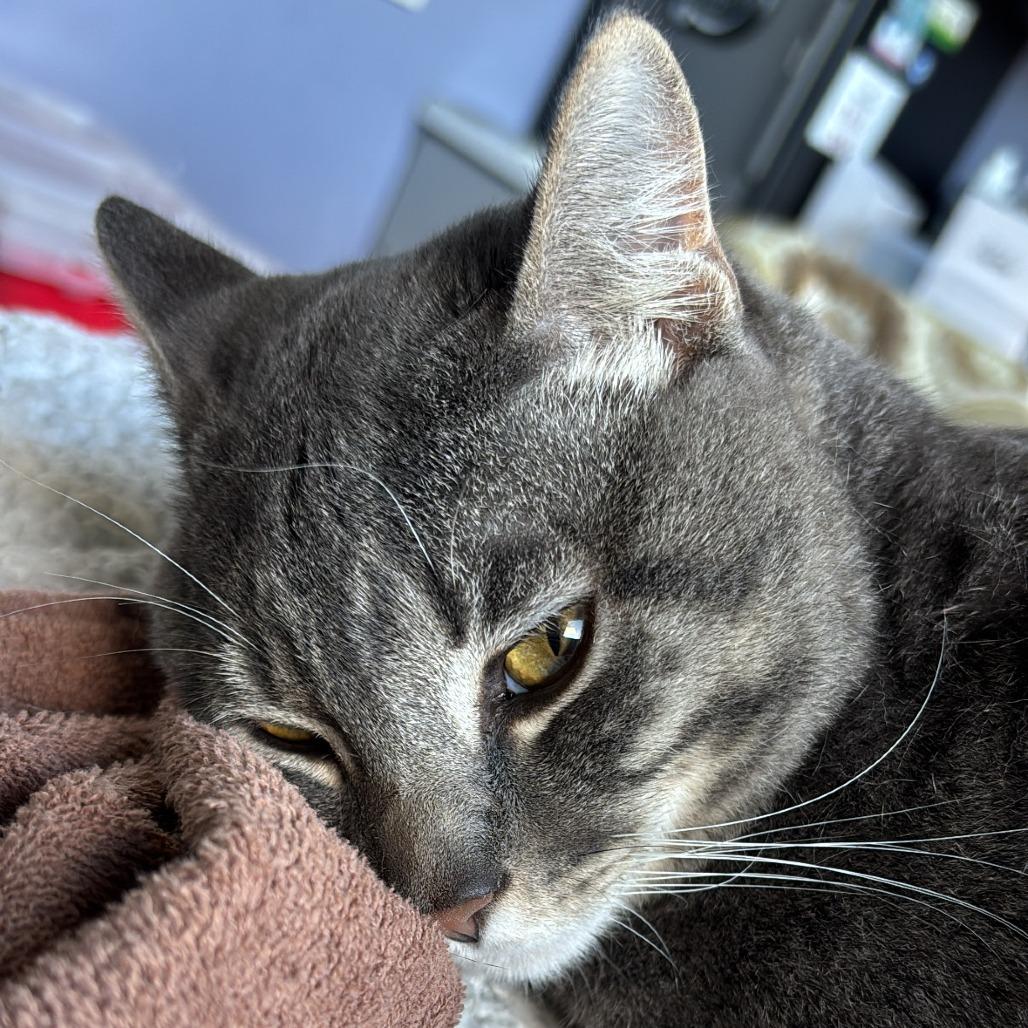 Enlarge KEVIN, a Adoptable mixed breed in Kyle, TX image 3/4