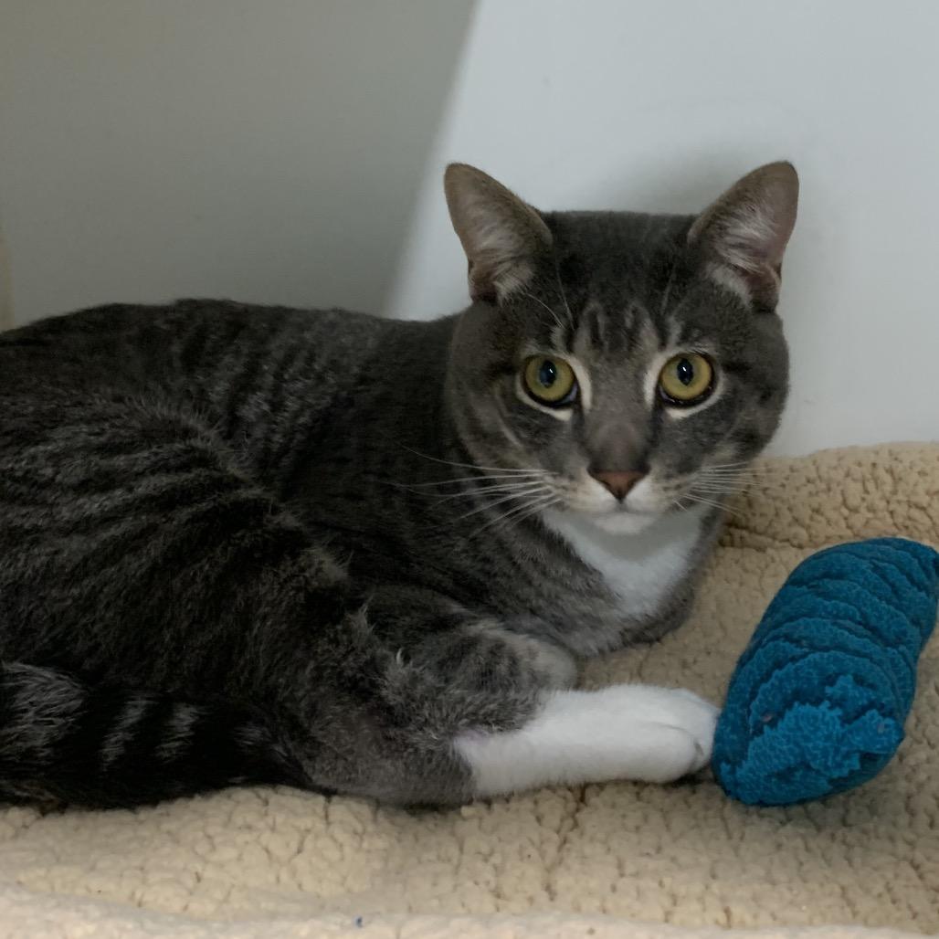 Enlarge KEVIN, a Adoptable mixed breed in Kyle, TX image 4/4