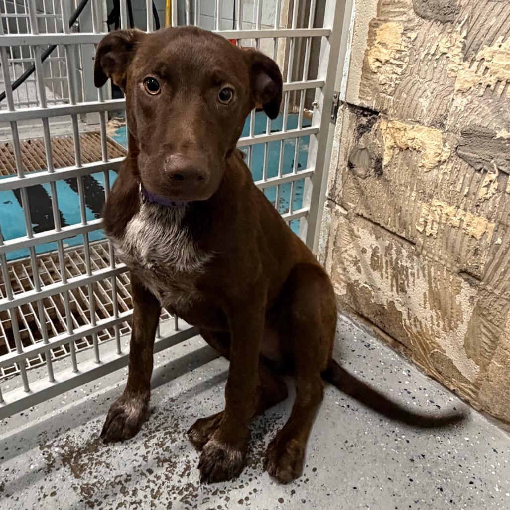 Green Bean, Adoptable, Puppy Male Labrador Retriever & Mixed Breed.