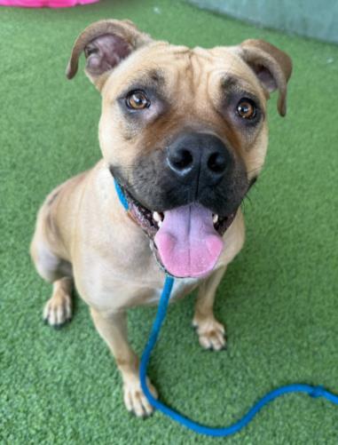 Enlarge BELLA, a Adoptable Pit Bull Terrier in Van Nuys, CA image 1/1