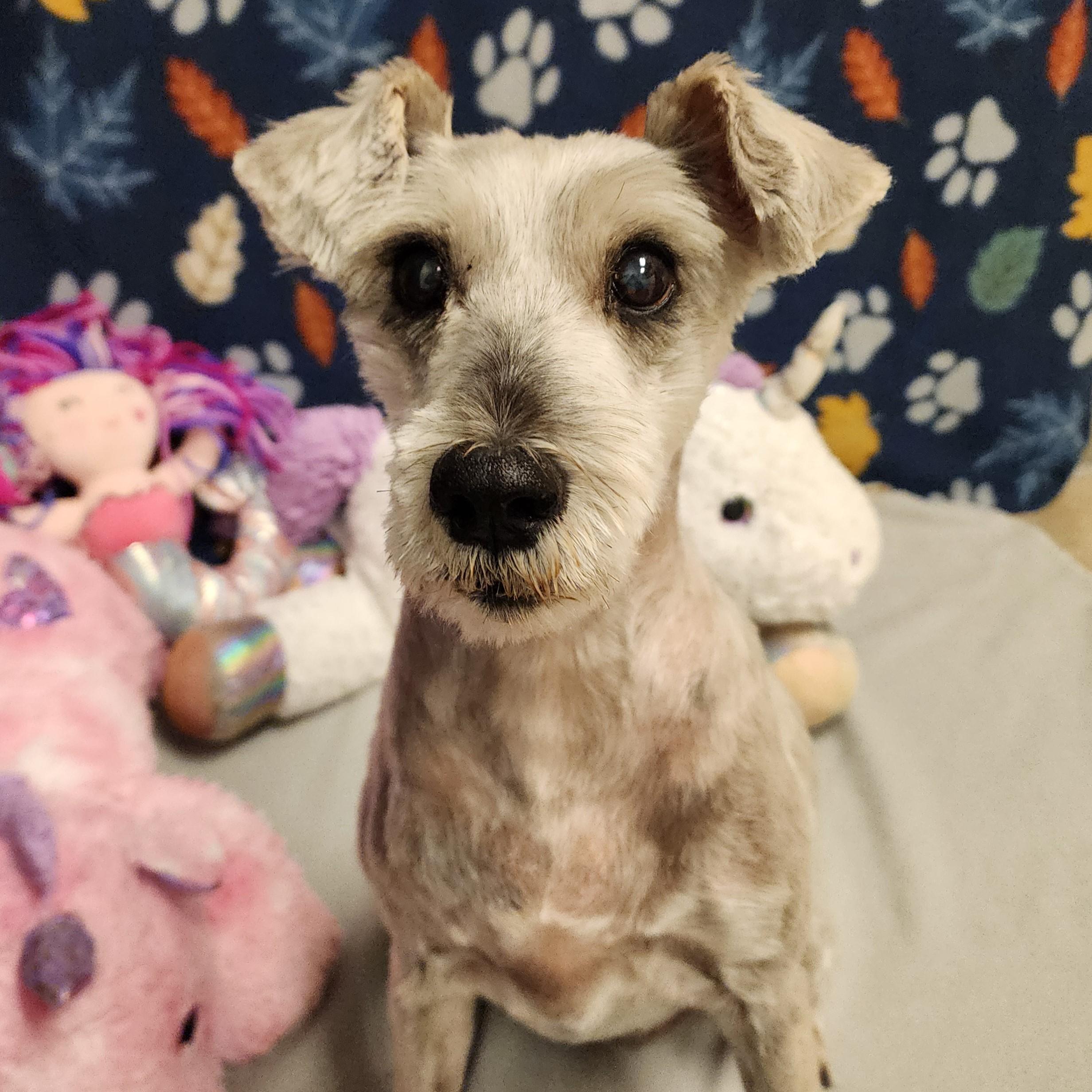 Enlarge Babett, a Adoptable Schnauzer in ALPINE, TX image 2/6