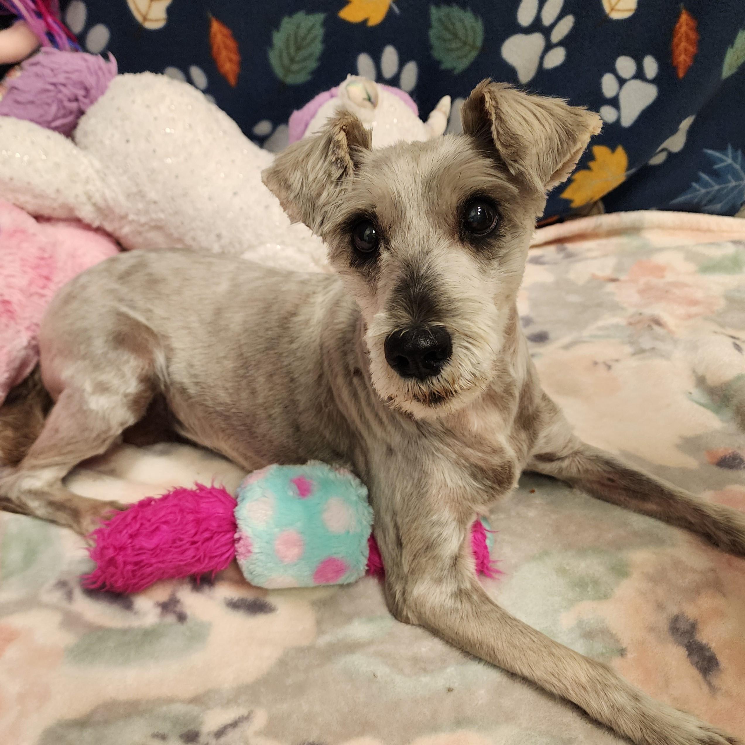 Enlarge Babett, a Adoptable Schnauzer in ALPINE, TX image 6/6