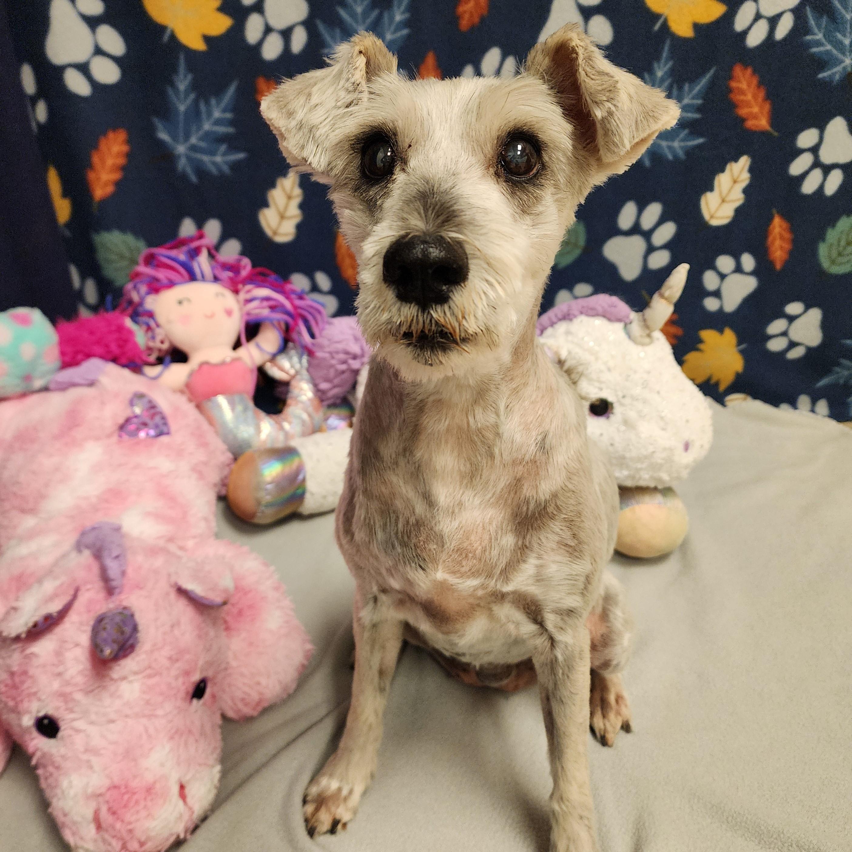 Enlarge Babett, a Adoptable Schnauzer in ALPINE, TX image 4/6