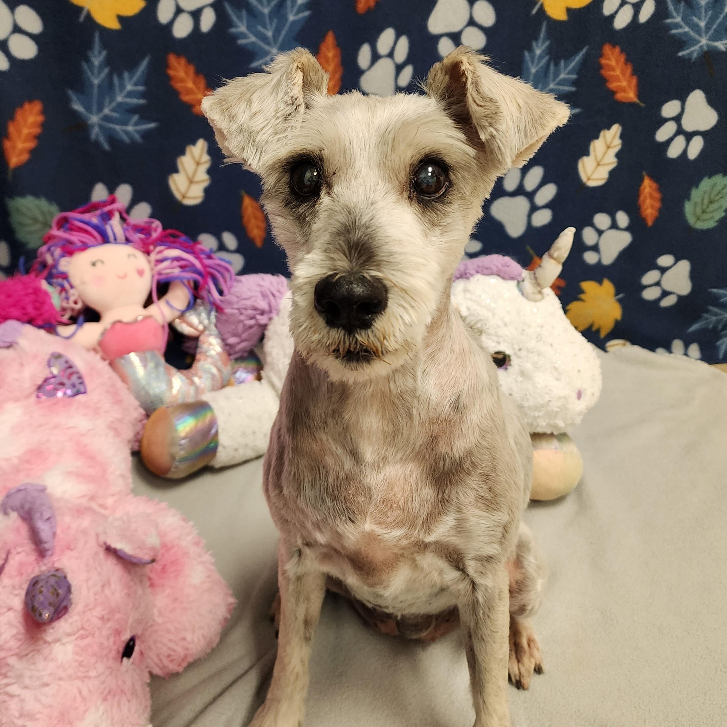 Enlarge Babett, a Adoptable Schnauzer in ALPINE, TX image 3/6