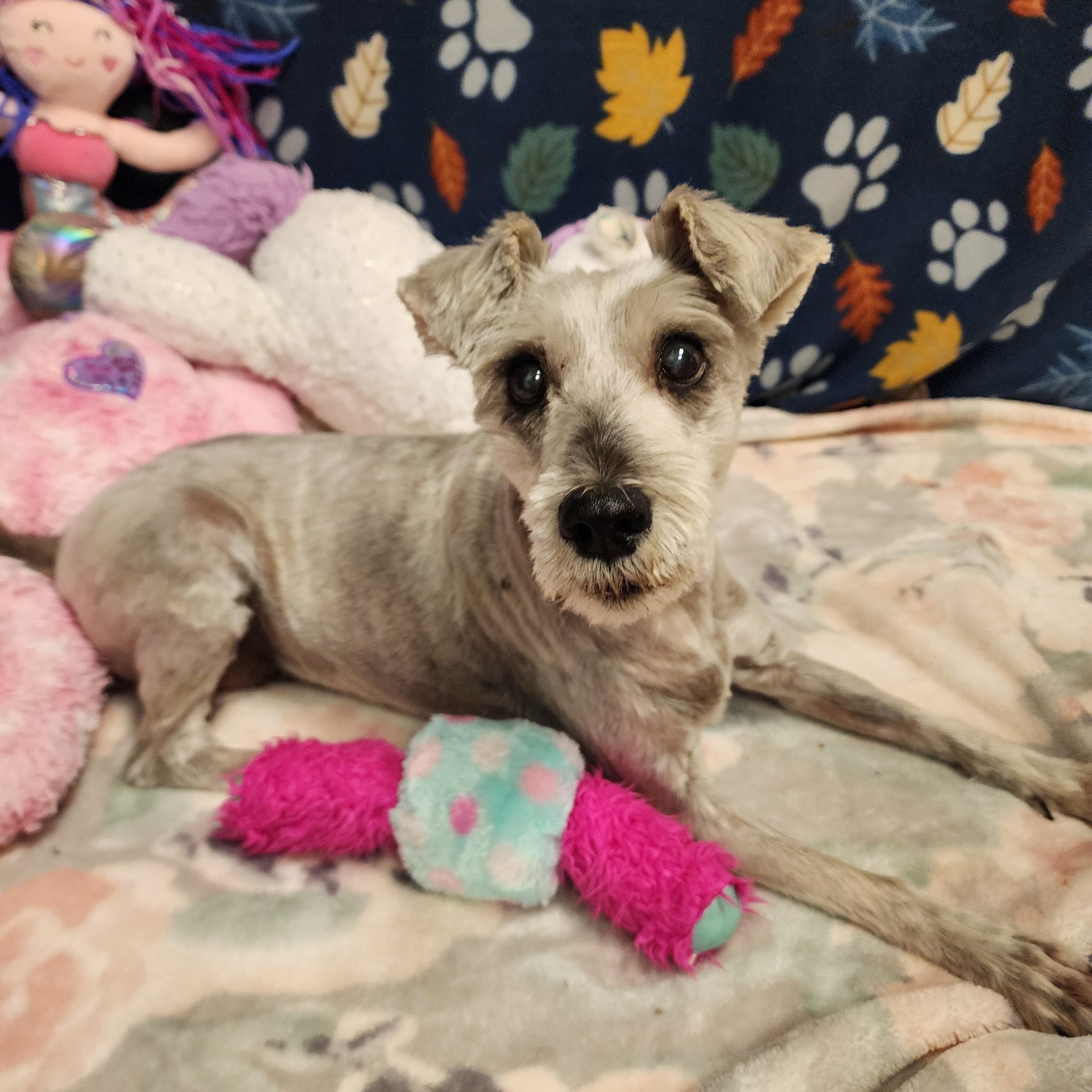 Enlarge Babett, a Adoptable Schnauzer in ALPINE, TX image 5/6