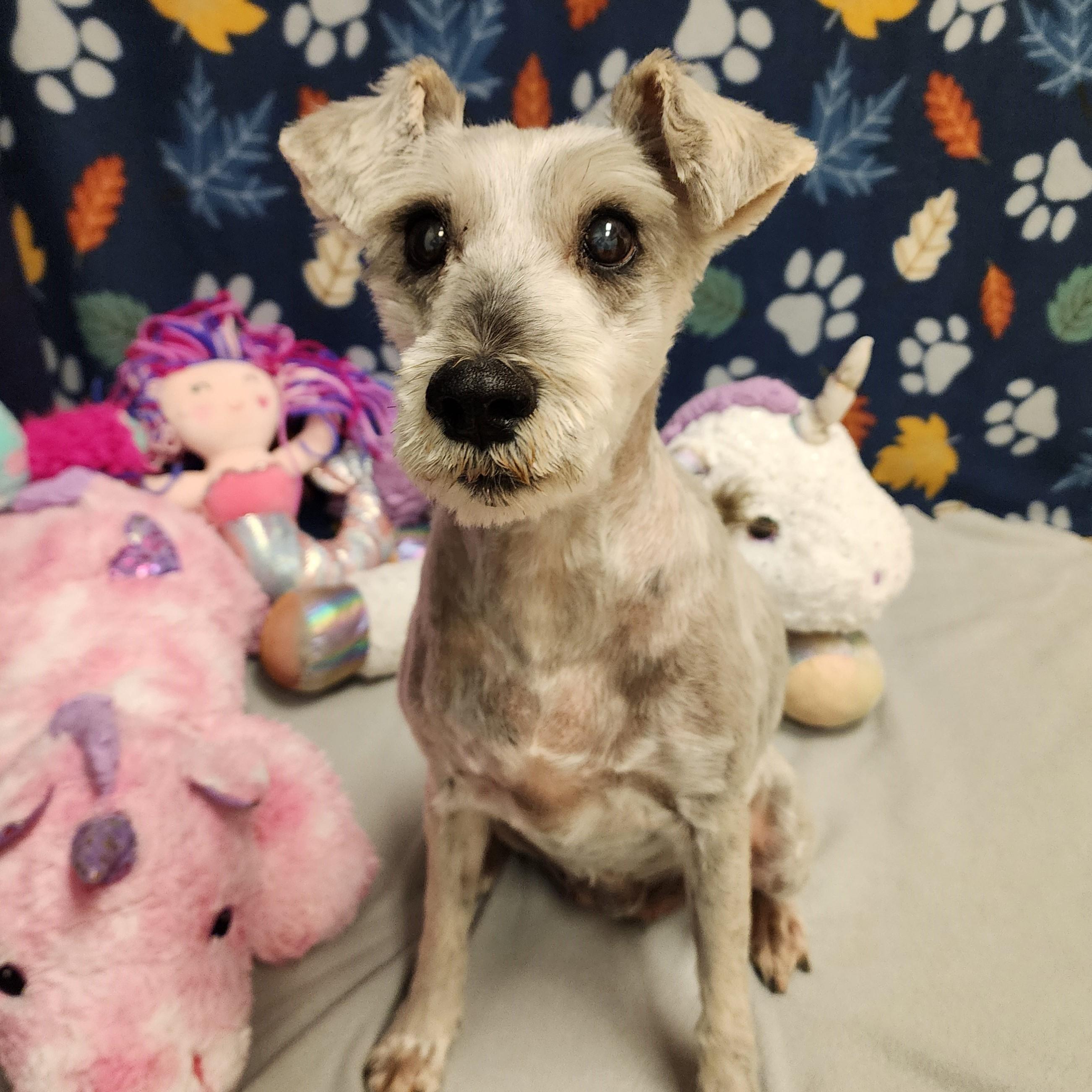 Babett, Adoptable, Adult Female Schnauzer.
