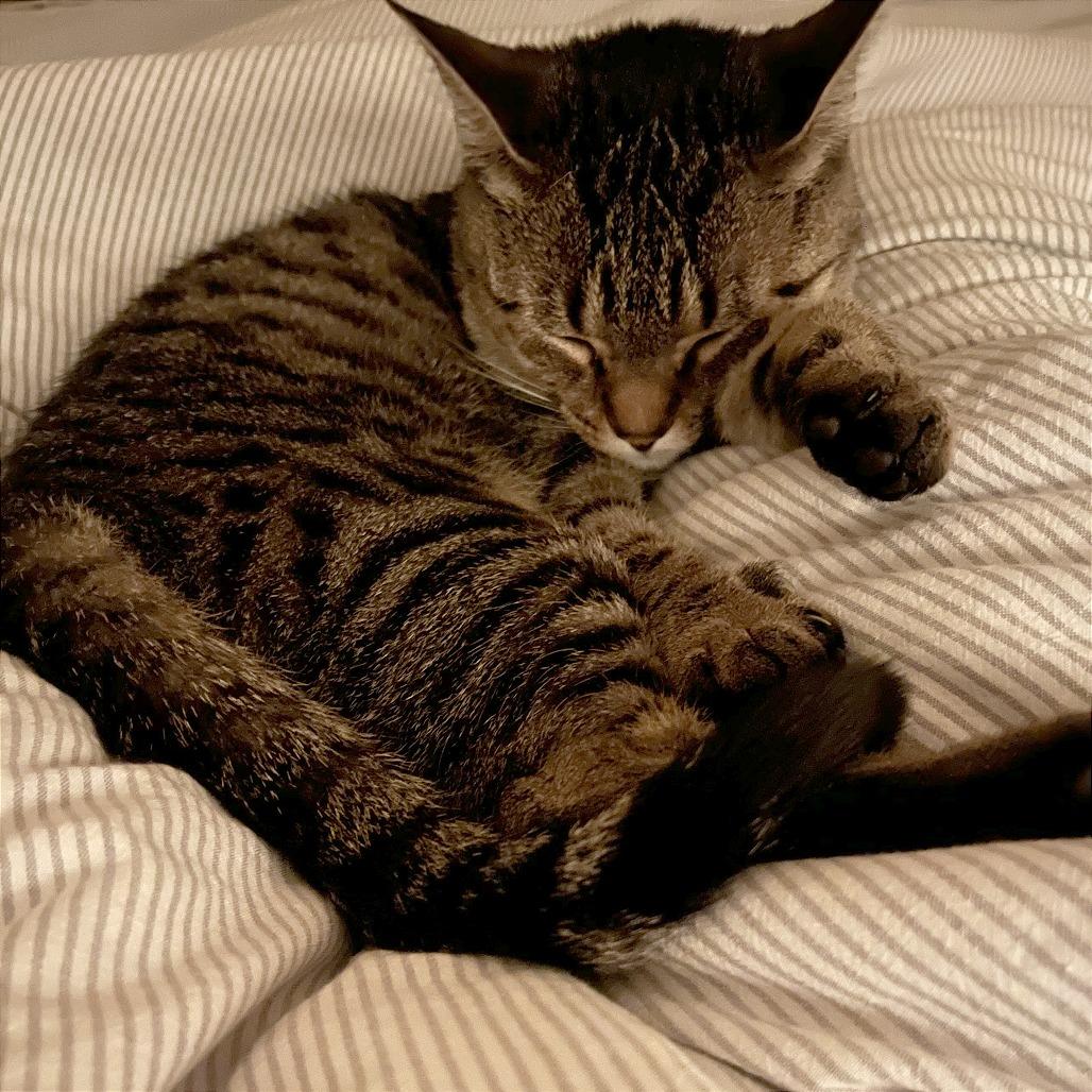Louisa, Adoptable, Young Female Domestic Short Hair.